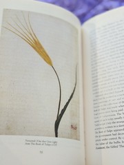 The Tulip | by Anna Pavord | First U.S. Edition | 1999 HC/DJ | Botanical History