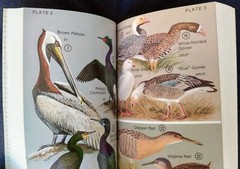 Water Birds Of California by Howard L. Cogswell, 1977, #40, 399 Pages
