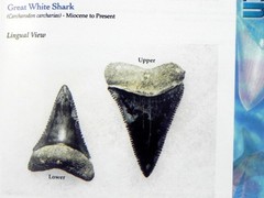 Megalodon Book Guide Shark Tooth Identification w/ Photos of Fossil Teeth tooth