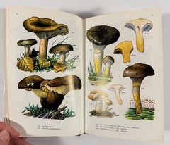 1961 Mushrooms Toadstools in Colour Blandford First Edition Dust Jacket Hvass