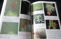 NEW TILLANDSIA HANDBOOK Shimizu-Takizawa 1998 Air Plants Japanese-English SCARCE