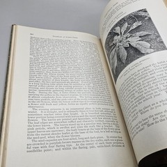 Handbook Of Nature-Study By Anna Comstock 1911 Published 1923