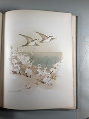 Birds and Blossoms Fidelia Bridges 1887 Gilt Victorian Gift Book Antique Beauty