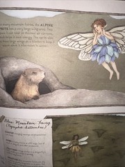 A Natural History of Fairies Emily Hawkins Jessica Roux Hardcover Illustrated