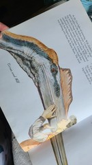 James Gurney Dinotopia: The World Beneath Hardcover Illustrated Ex-Library