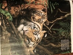 MAGAZINE_**TIGERS**_ 2021_LIFE_BIG CAT_*INSIDE THE TIGER’S MIND*_NEW UNREAD COPY
