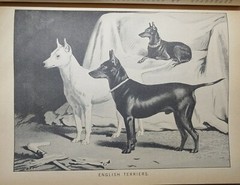 1984 REPRINT 1879-1881 CLASSIC ENCYCLOPEDIA OF THE DOG by VERO SHAW Art History