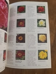 Eyewitness Garden Handbooks Perennials by David Joyce and Deni Bown 1997