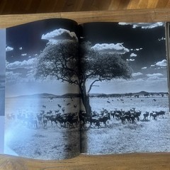 THE FAMILY ALBUM OF WILD AFRICA By Laurent Baheux – Hardcover teNeues DAMAGED