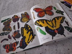 Lot Of 8 Lois Ehlert Picture Books Nature Fish Eyes Feathers For Lunch Snowballs