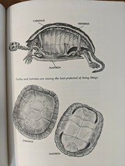 Reptiles and How They Reproduce HCDJ Dorothy Hinshaw Patent First Edition 1977