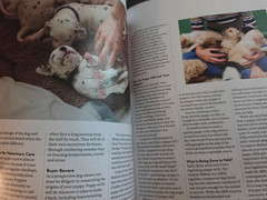 A Dog’s Life-Special Edition Magazine by Paw Print-How They Think, Feel & Thrive
