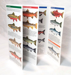 Trout & Salmon of North America Water Resistant Folding Pocket Guide 2016
