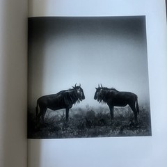 THE FAMILY ALBUM OF WILD AFRICA By Laurent Baheux – Hardcover teNeues DAMAGED