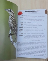 Birds of Kentucky Field Guide by Stan Tekiela 2022 Illustrated Paperback Book