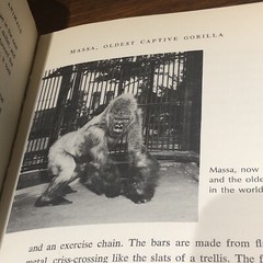 ‘OUR CAPTIVE ANIMALS’- J.J. McCOY-1971-RARE 1ST EDITION HC/DJ- EXOTIC & DOMESTIC