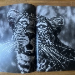 THE FAMILY ALBUM OF WILD AFRICA By Laurent Baheux – Hardcover teNeues DAMAGED