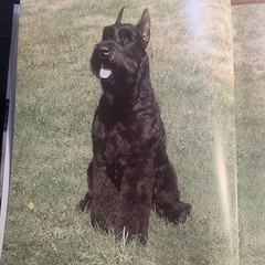 A Kennel Club Book Giant Schnauzer Comprehensive Guide To Owning And Caring For
