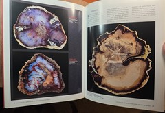 PETRIFIED WOOD The World of Fossilized Wood,Cones,Ferns,and Cycads#B-19