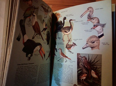 OLD 1964 : James Fisher and Roger Tory Peterson : The World Of Birds No 232 Sign