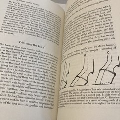 The Draft Horse Primer by Maurice Tellen 1977 Paperback 392 Pages