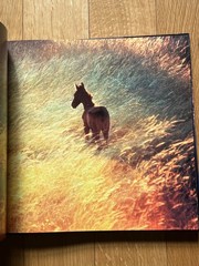 Lot of 1st Printing Robert Vavra CARDENAS Horses & Homes OF THE SUN Hardcover