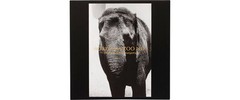 Moriyama Zoo No. 1 Brand New Sealed Limited Edition Box Set