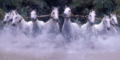 Cardenas Horses and Home by Robert Vavra: Brand New & Signed Limited Edition