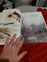 The Living Forest by Rien Poortvliet (1979, Hardcover)