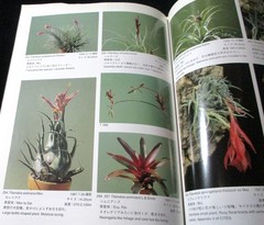 NEW TILLANDSIA HANDBOOK Shimizu-Takizawa 1998 Air Plants Japanese-English SCARCE