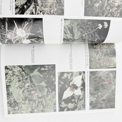 Gardening with Native Wildflowers Paperback Jones Foote