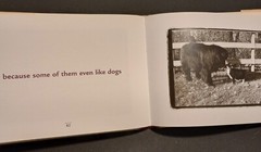 Why We Love Cats by Kim Levin (2001, Hardcover)