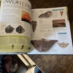 Dinosaurs and Prehistoric Life: The Definitive Visual – Hardcover, by DK – VG