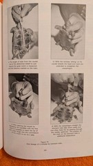 Beynon & Cooper, MANUAL OF EXOTIC PETS, 1994, PB, BSAVA, 312 Pages, ISU Press