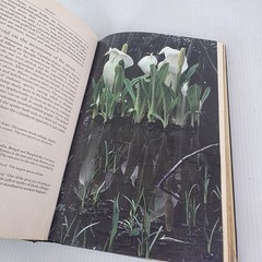 Aroids : Plants of the Arum Family by Deni Bown (2000, Hardcover)