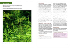 Southeast Medicinal Plants: Identify, Harvest, and Use 106 Wild Herbs for Health