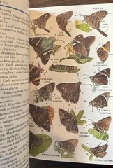 Field Guide to Western Butterflies by Paul A. Opler (1999, Trade Paperback)
