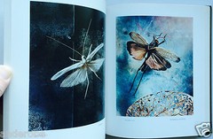 2008 THEATER of INSECTS Jo Whaley hb/128pp/ART – BUTTERFLIES – INSECTS – UNIQUE