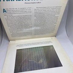 Photicular Ser.: Dinosaur : A Photicular Book by Kathy Wollard and Dan Kainen…