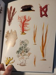 Seashore Sticker Anthology : with more than 1000 Vintage Drawings/Stickers