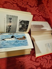 Water-Birds With Webbed Feet, Paul Geroudet, Blandford Press, HC / DJ, 1965 1st