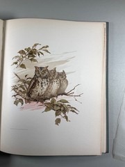 Birds and Blossoms Fidelia Bridges 1887 Gilt Victorian Gift Book Antique Beauty