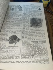 The New Century Dictionary Deluxe Illustrated Edition 1957 VGC