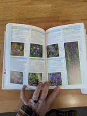 DK Eyewitness Garden Handbooks Perennials David Joyce Deni Bown HC Illus