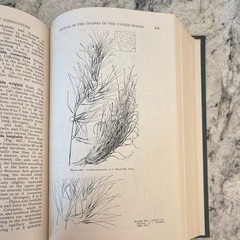 Manual of the Grasses (Hardcover, 1950, 2nd Ed.) A. S. Hitchcock & Agnes Chase: