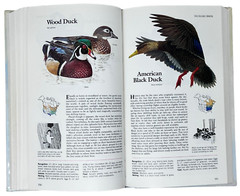 Reader’s Digest Book of North American Birds 1990 600 Species 576 Pages Illos