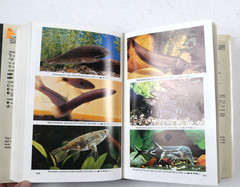 Dr. Axelrod’s Mini-atlas of Freshwater Aquarium Fishes Hardcover 1987