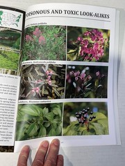 The Forager’s Guide to Wild Foods Book By Nicole Apelian, 2021 North American Ed