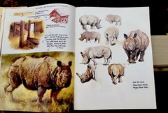 Noah’s Ark Rien Poortvliet First US Edition Abrams 1986 Illustrated HC Oversized
