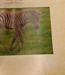 Safari: A Photicular Book